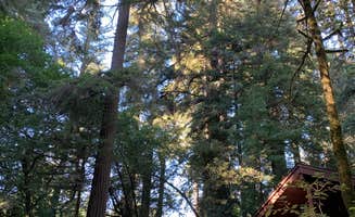 Astrid Q.'s photo of a cabin at Jedidiah Smith Campground — Redwood National Park near Redwood National Park