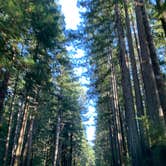 Review photo of Jedidiah Smith Campground — Redwood National Park by Astrid Q., December 10, 2020