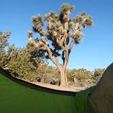 Review photo of Black Rock Campground — Joshua Tree National Park by Mallory D., May 25, 2018