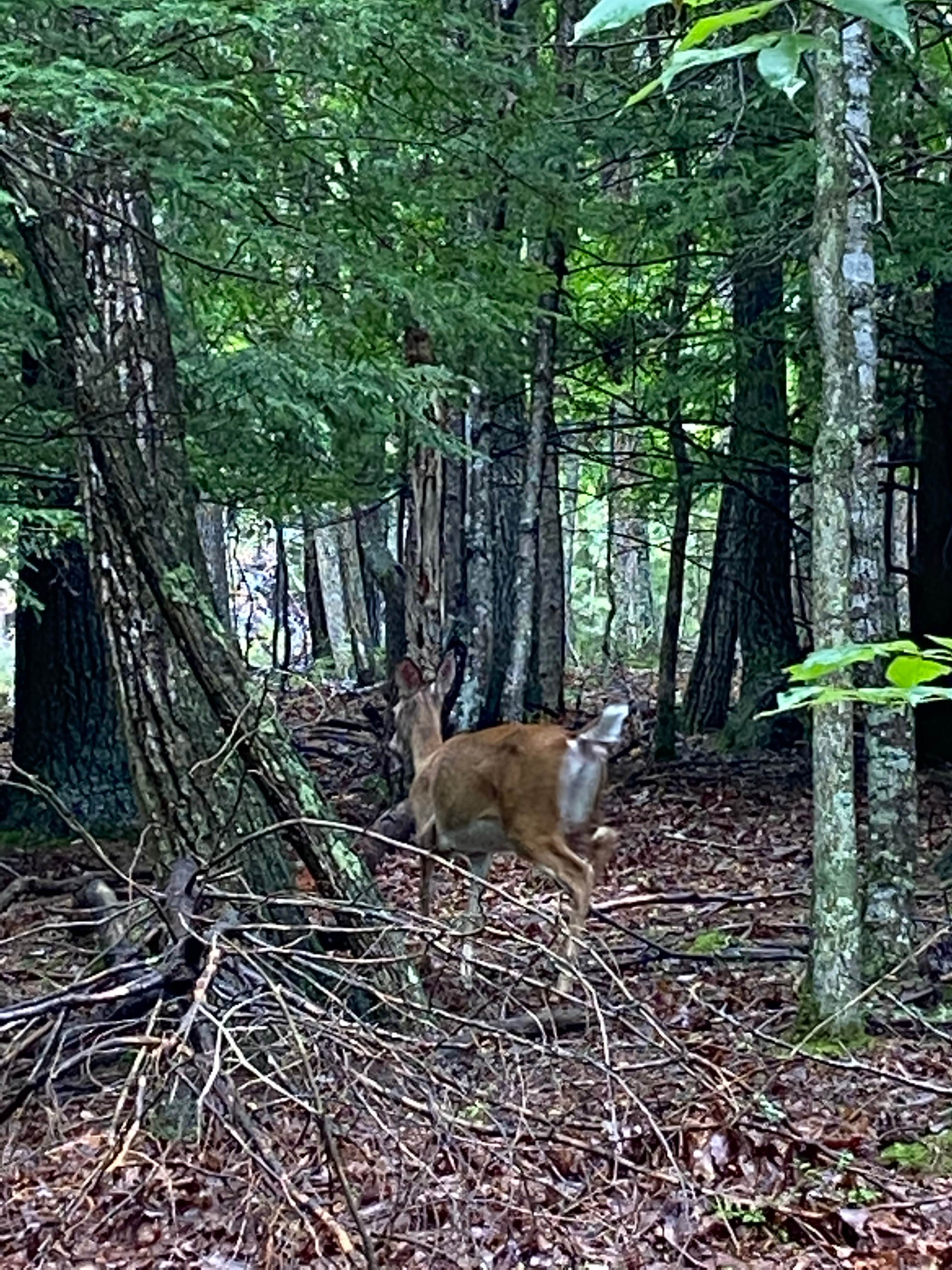 Camper submitted image from Pipestem RV Park & Campground - 3
