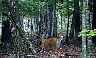 Molly F.'s photo of camping with pets at Pipestem RV Park & Campground near Ripplemead, VA