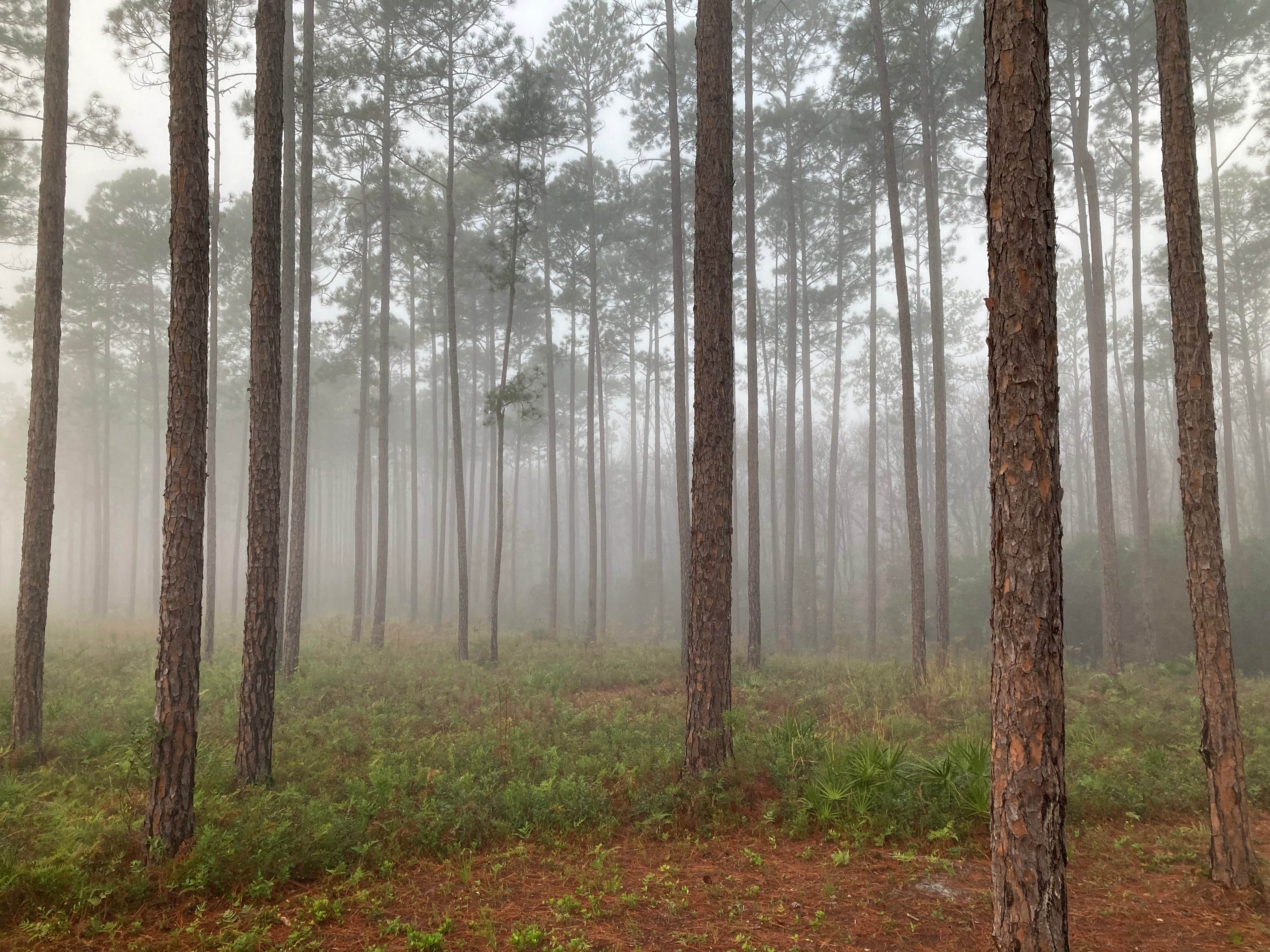 Camper submitted image from Tate's Hell State Forest - 1