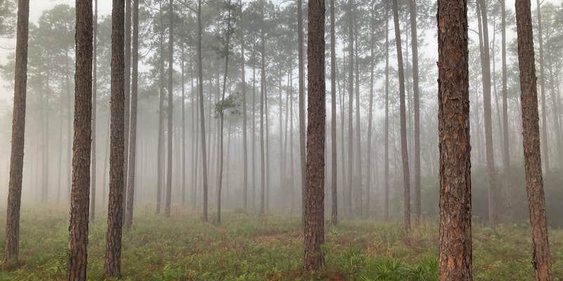 Camper submitted image from Womack Creek Campground — Tate's Hell State Forest