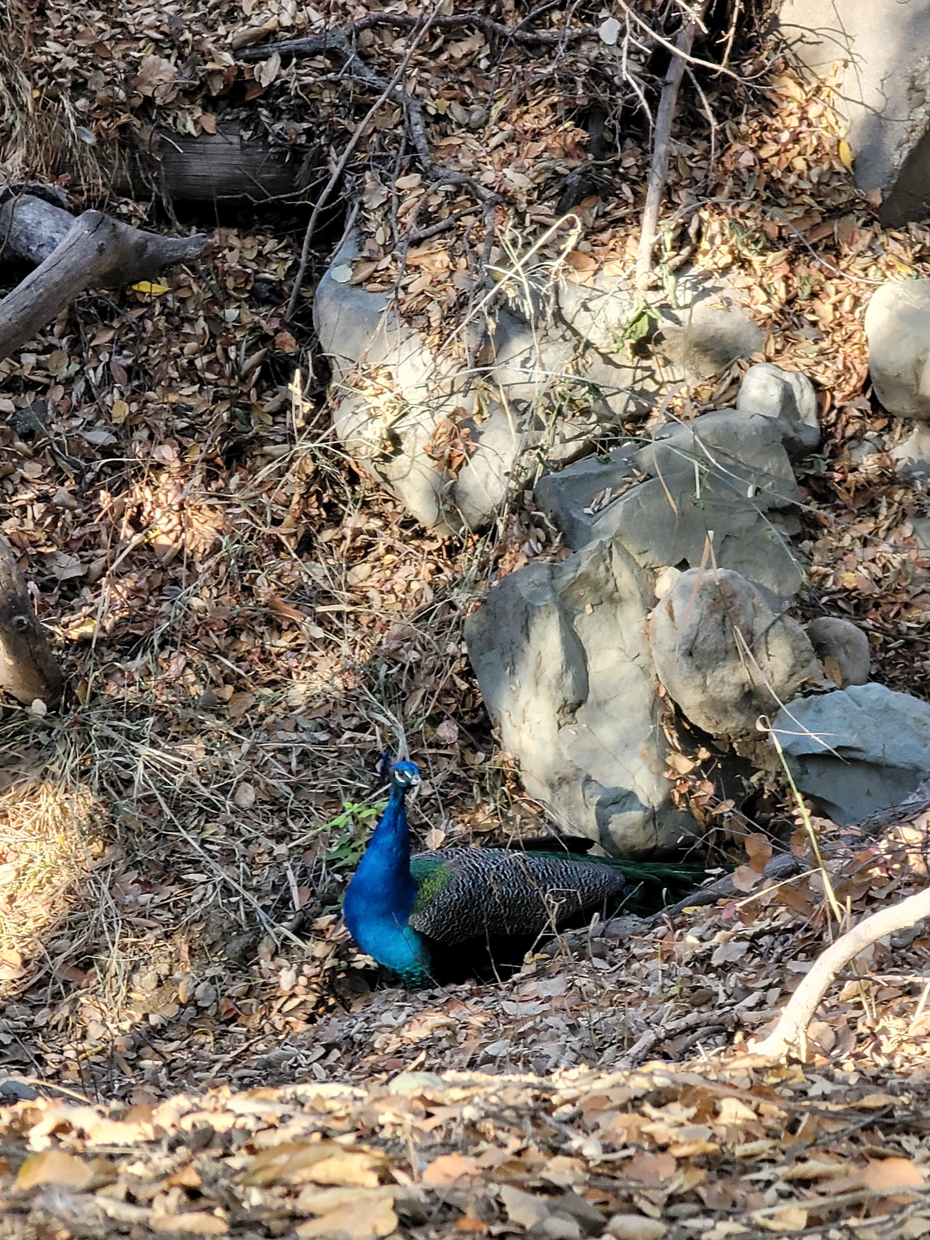 Camper-submitted photo at Ventura Ranch KOA near Moorpark, CA