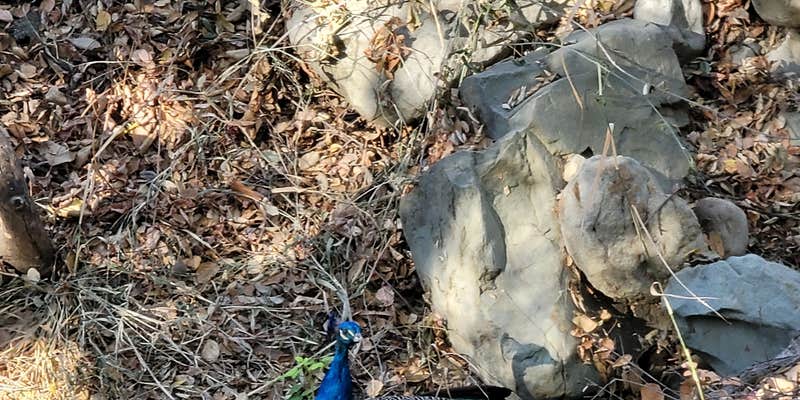 Camper submitted image from Ventura Ranch KOA