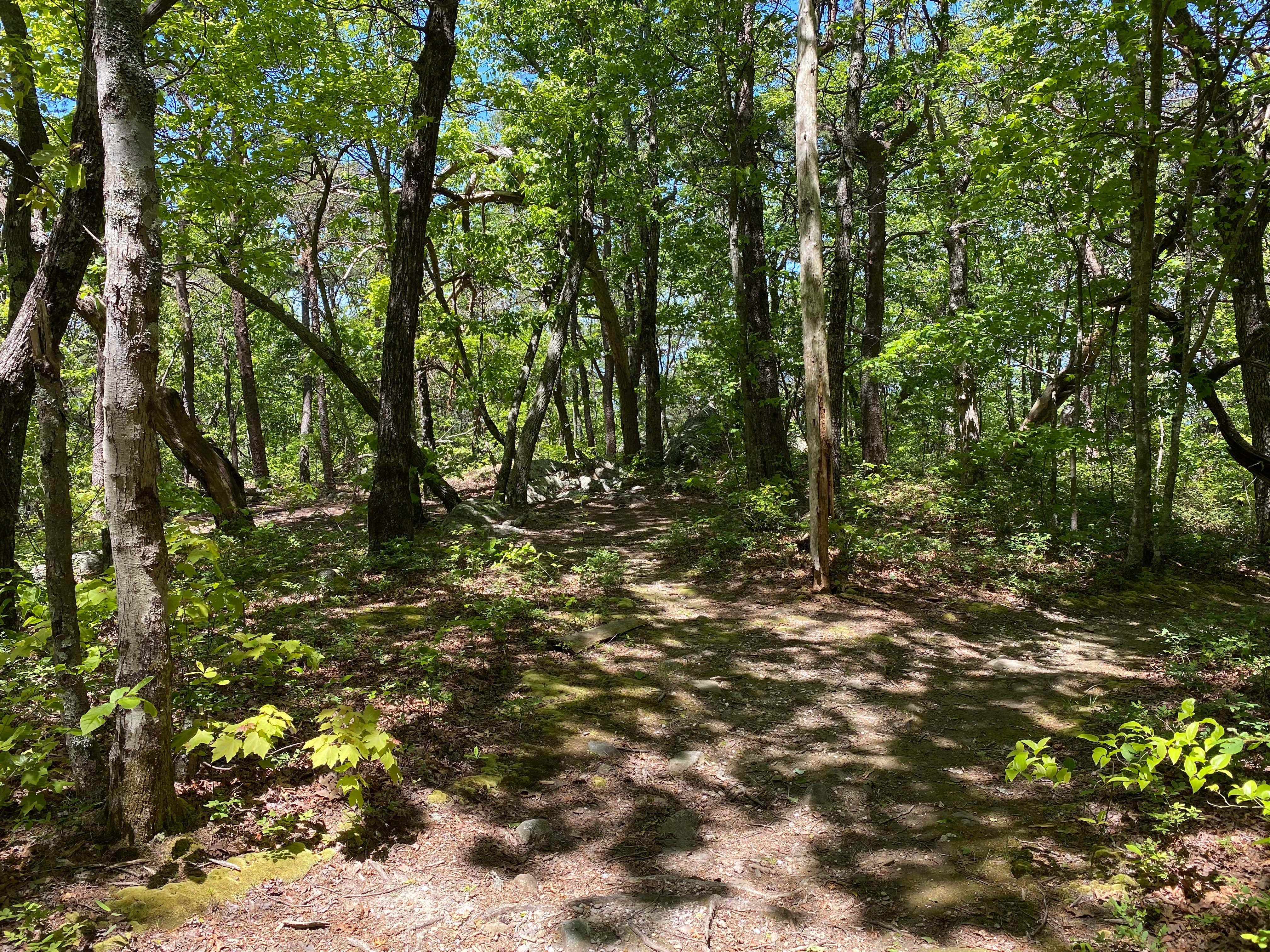 Camper submitted image from Pinhoti Backcountry Campground near Odum Trail - 4