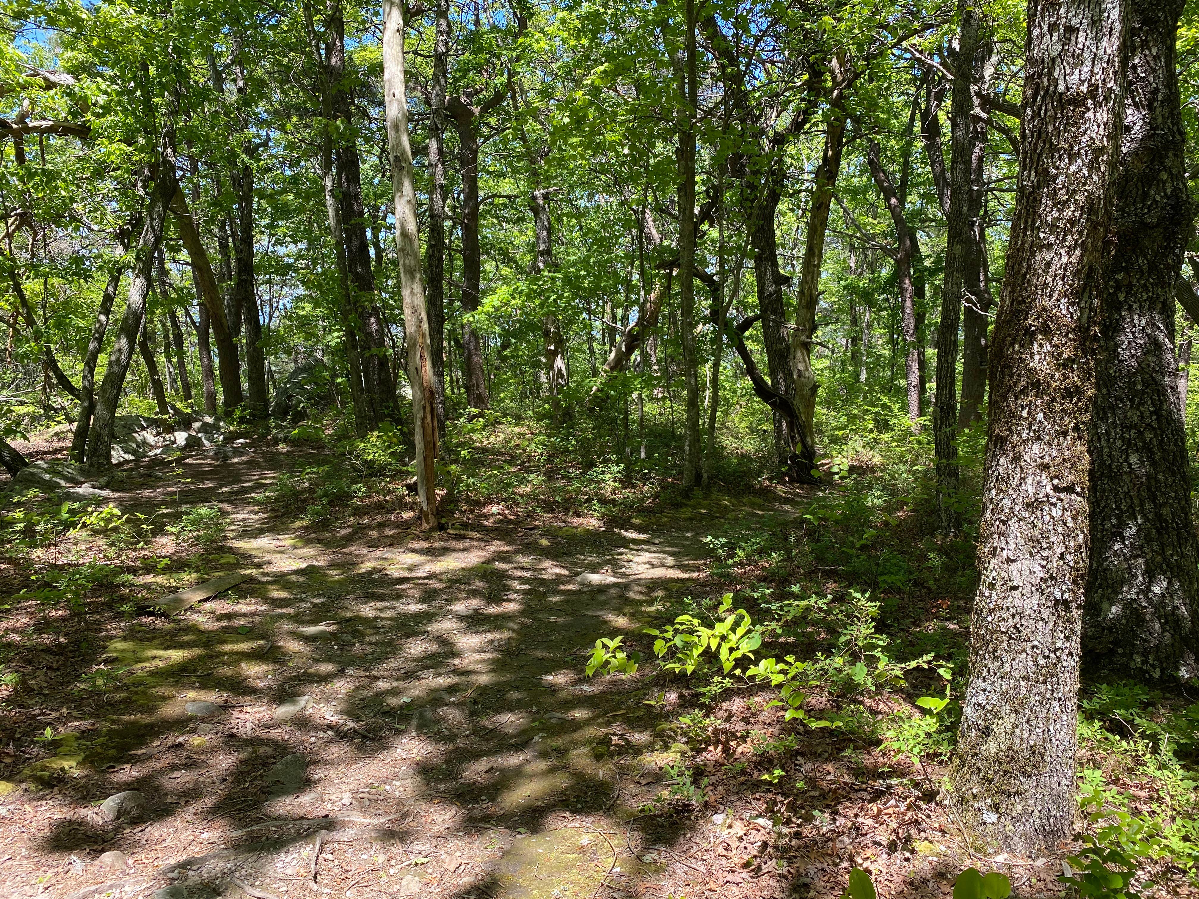 Camper submitted image from Pinhoti Backcountry Campground near Odum Trail - 3