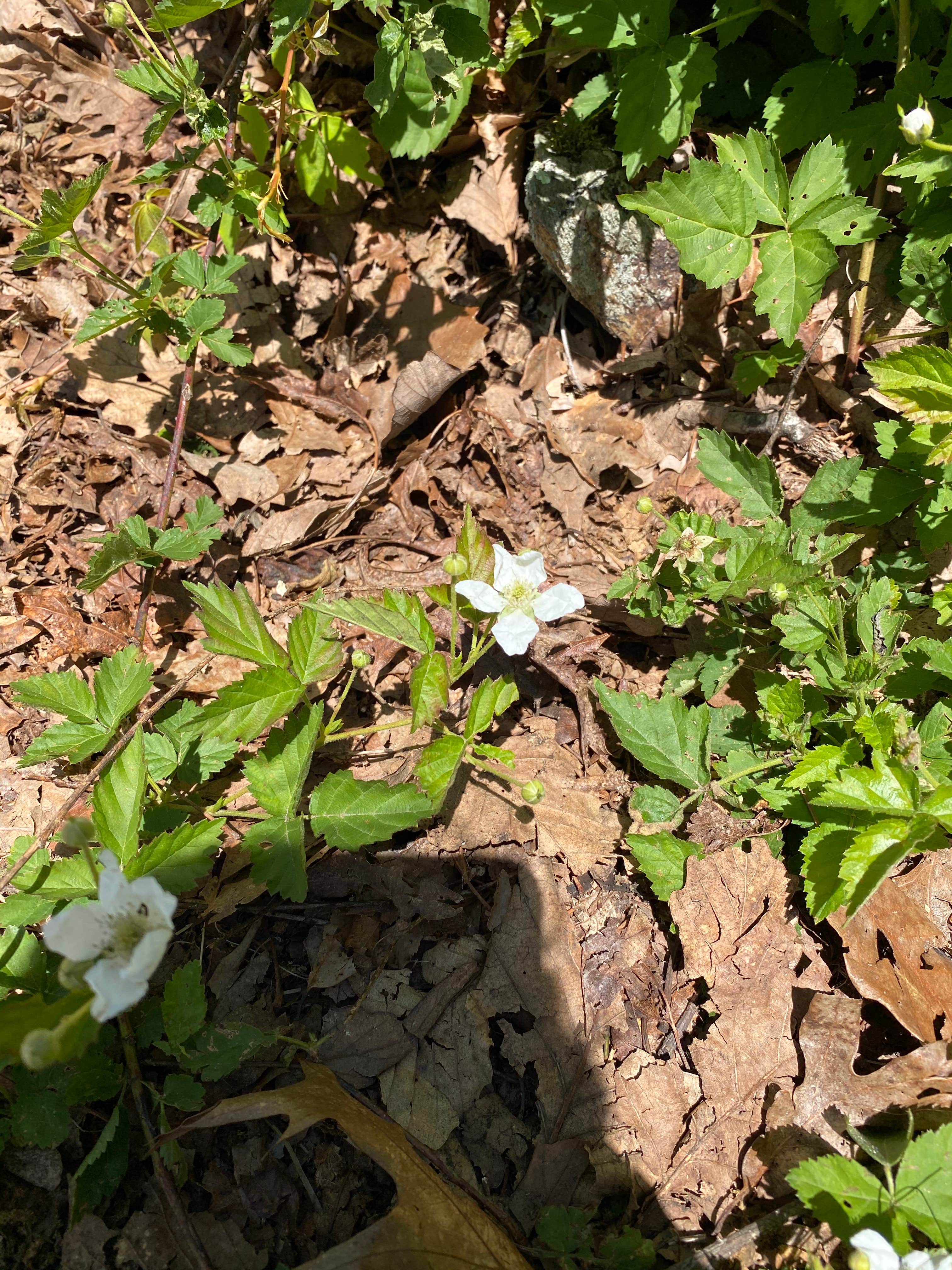 Camper-submitted photo at Pinhoti Backcountry Campground near Odum Trail near Carrollton, GA
