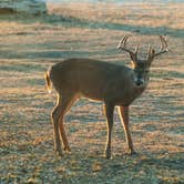 Review photo of Thousand Trails Medina Lake by Robert M., December 13, 2020