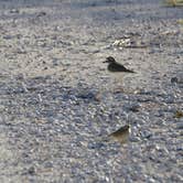 Review photo of Thousand Trails Colorado River by Robert M., December 13, 2020
