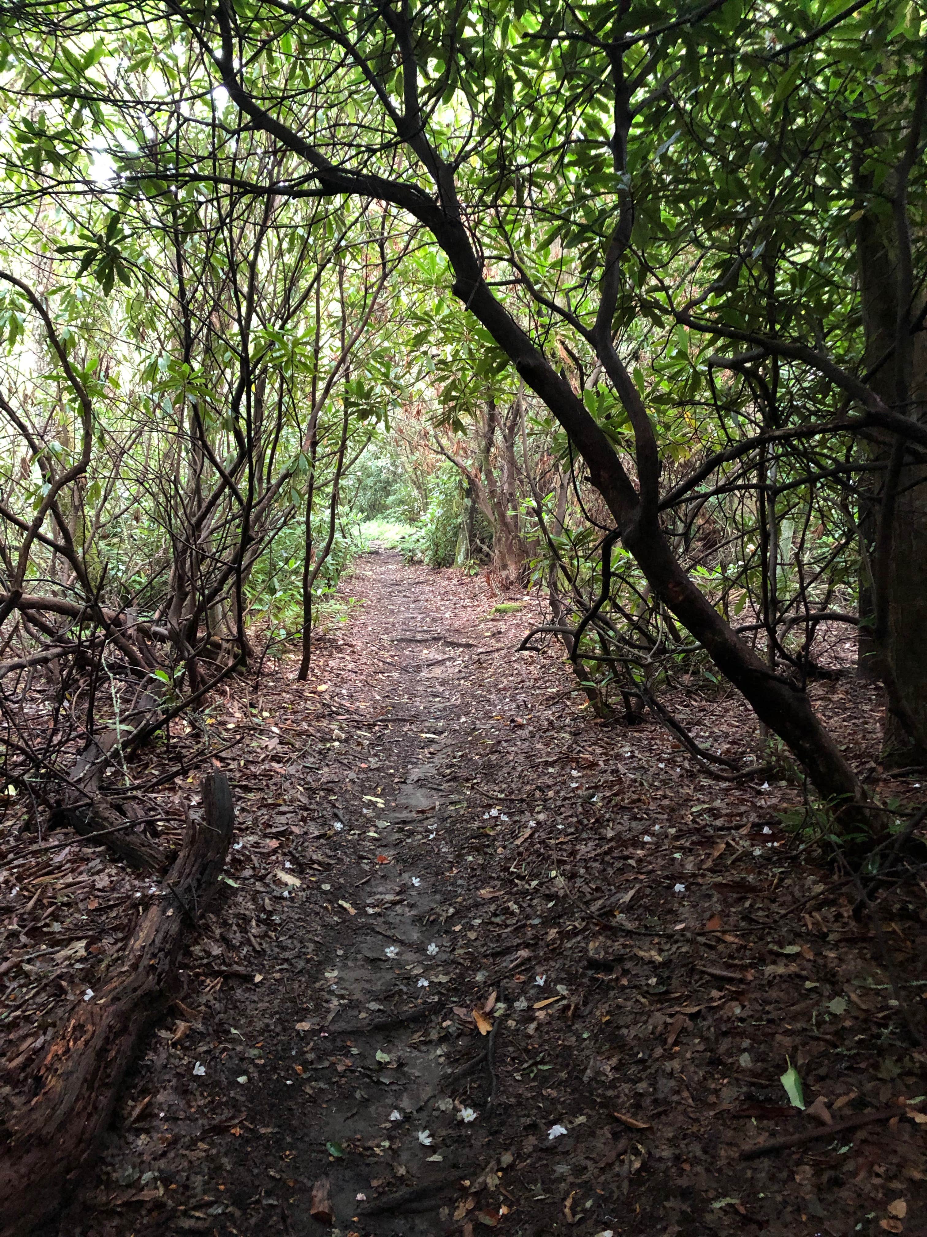 Camper-submitted photo at Bearpen Gap Backcountry Site near Dillard, GA