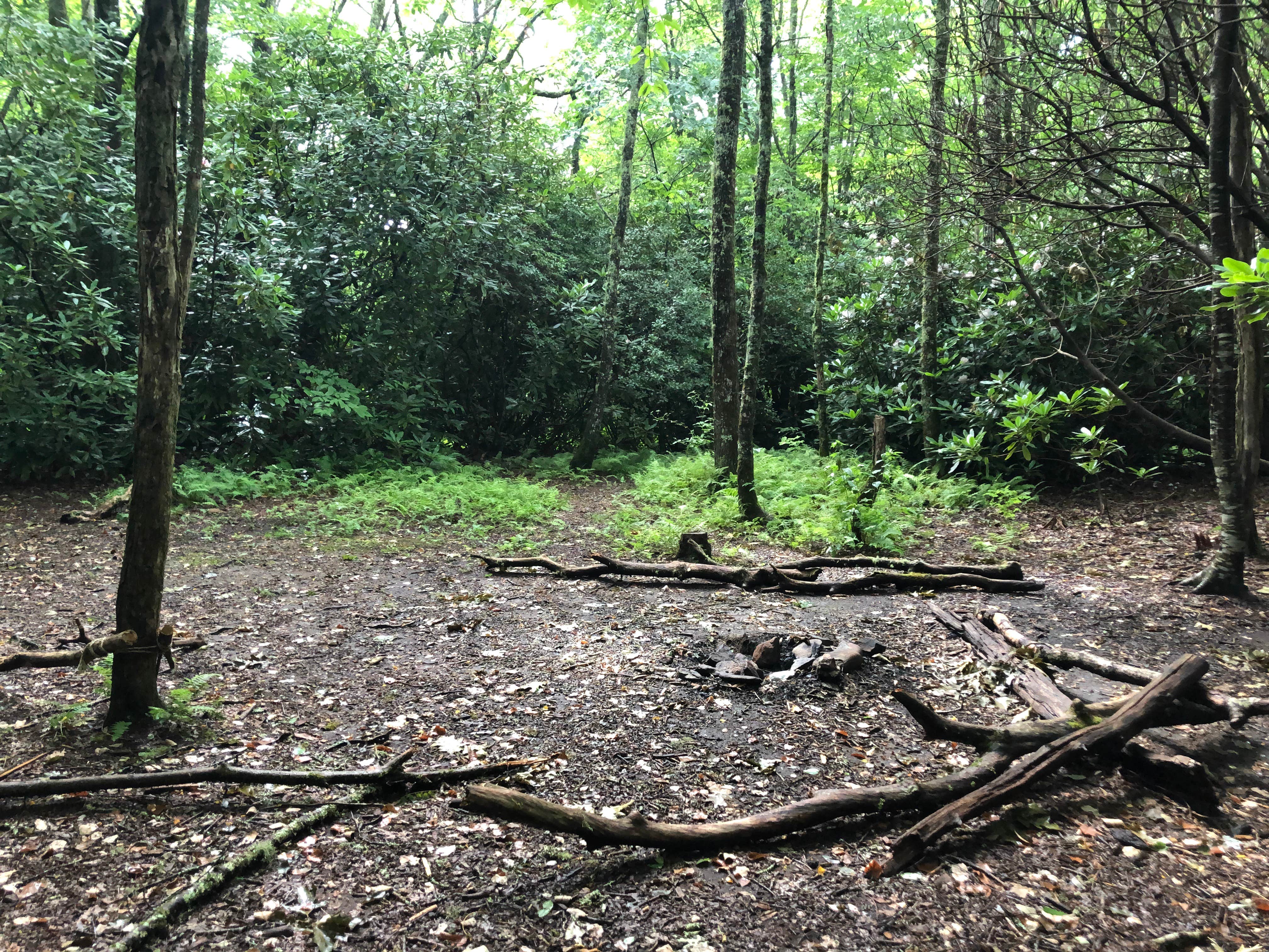 Camper-submitted photo at Bearpen Gap Backcountry Site near Dillard, GA