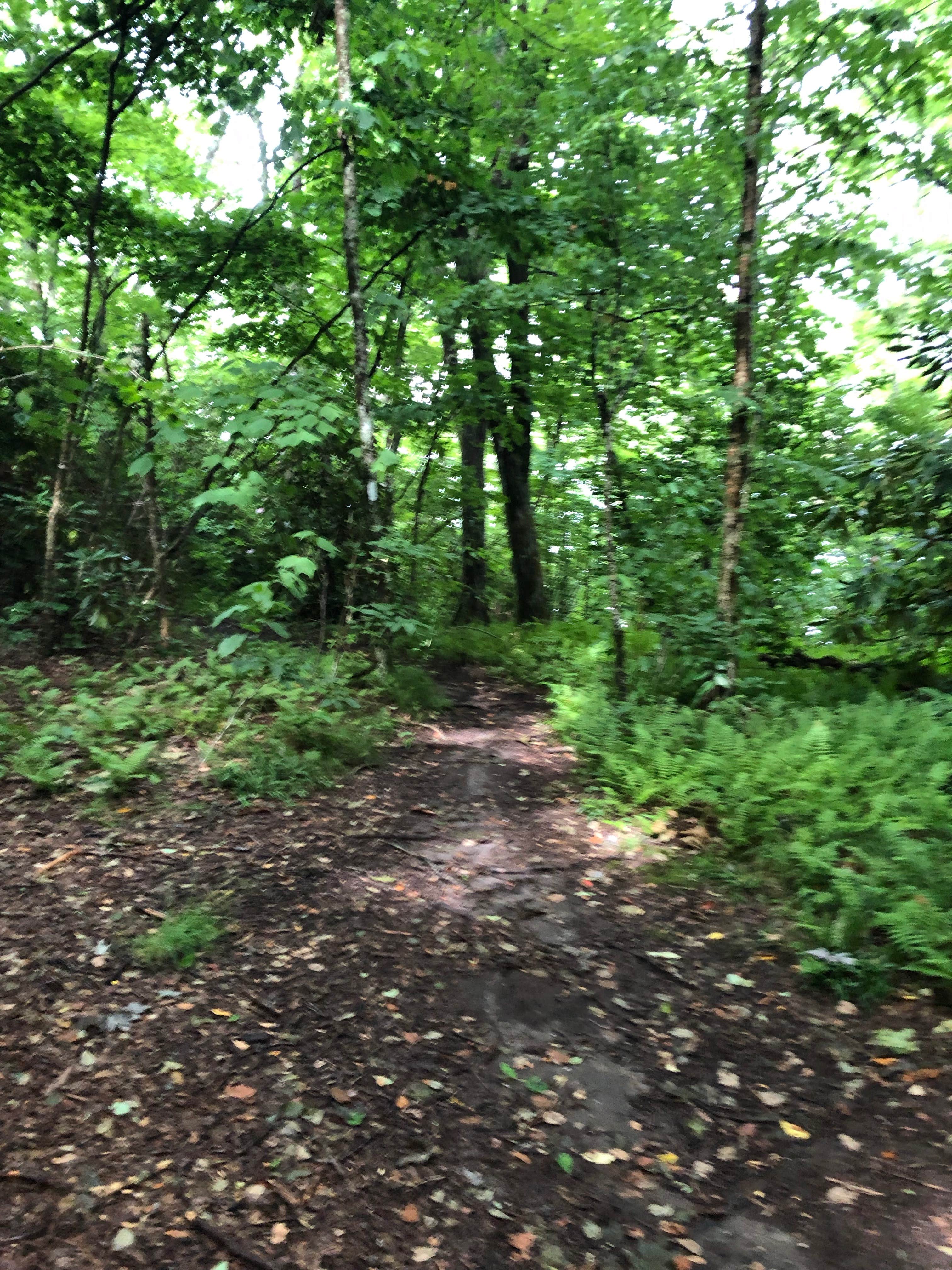 Camper-submitted photo at Bearpen Gap Backcountry Site near Dillard, GA