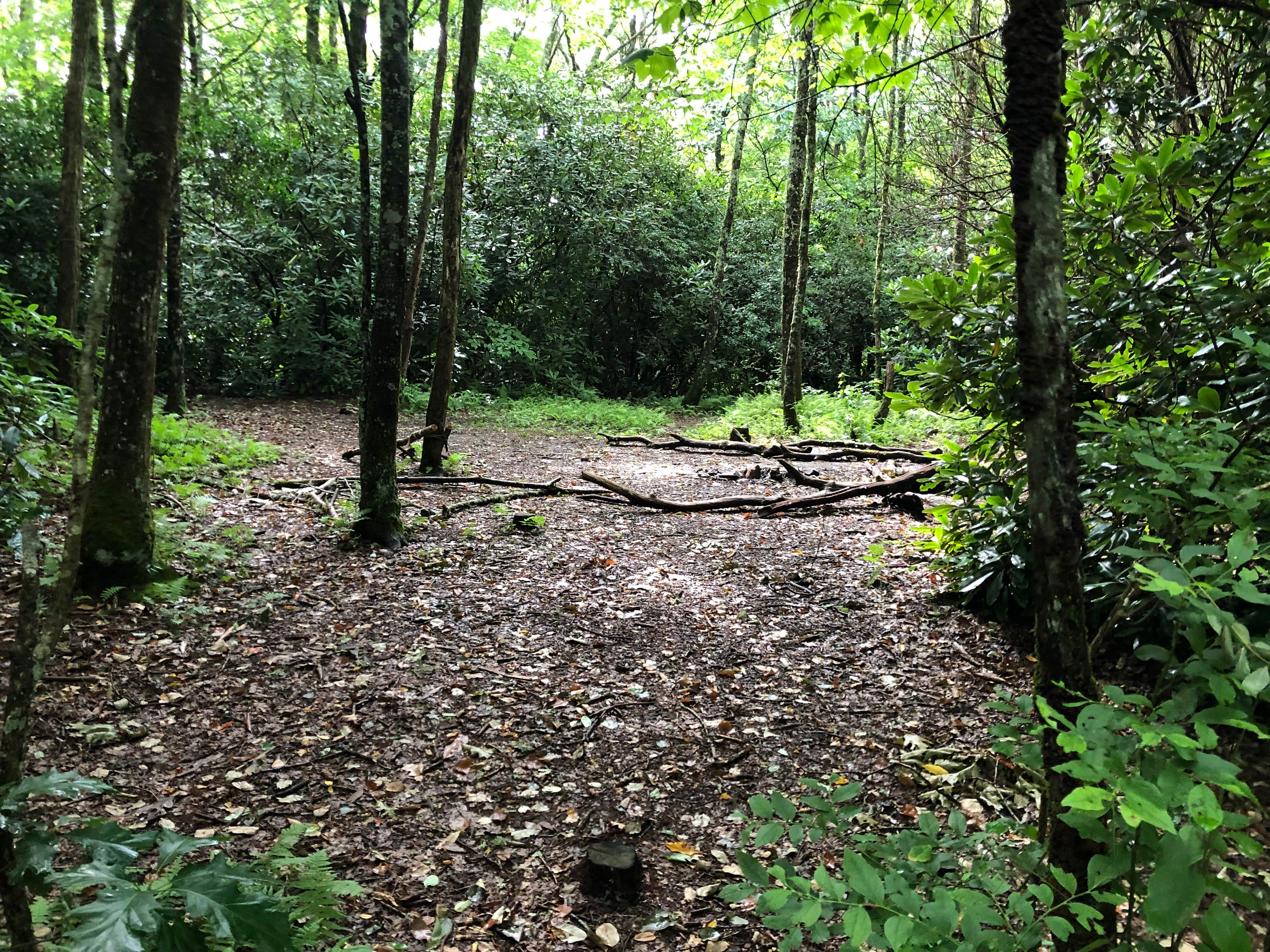 Camper-submitted photo at Bearpen Gap Backcountry Site near Dillard, GA