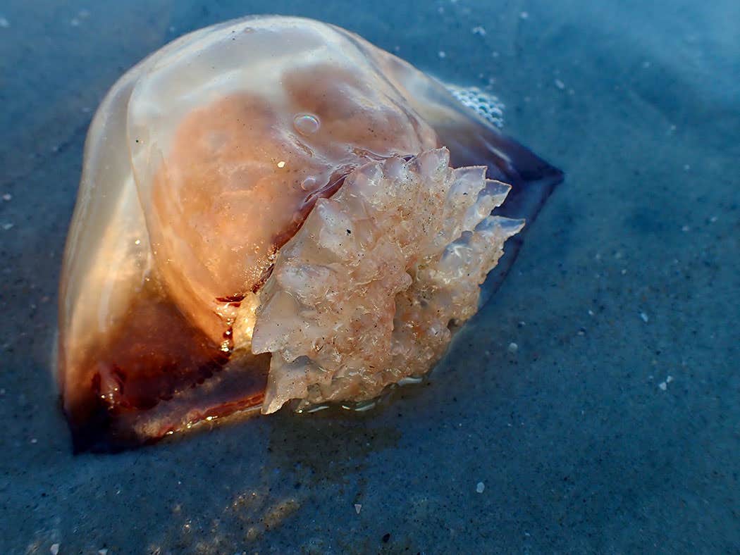 Camper-submitted photo at Jekyll Island Campground near Brunswick, GA