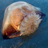 Review photo of Jekyll Island Campground by Melissa H., December 13, 2020