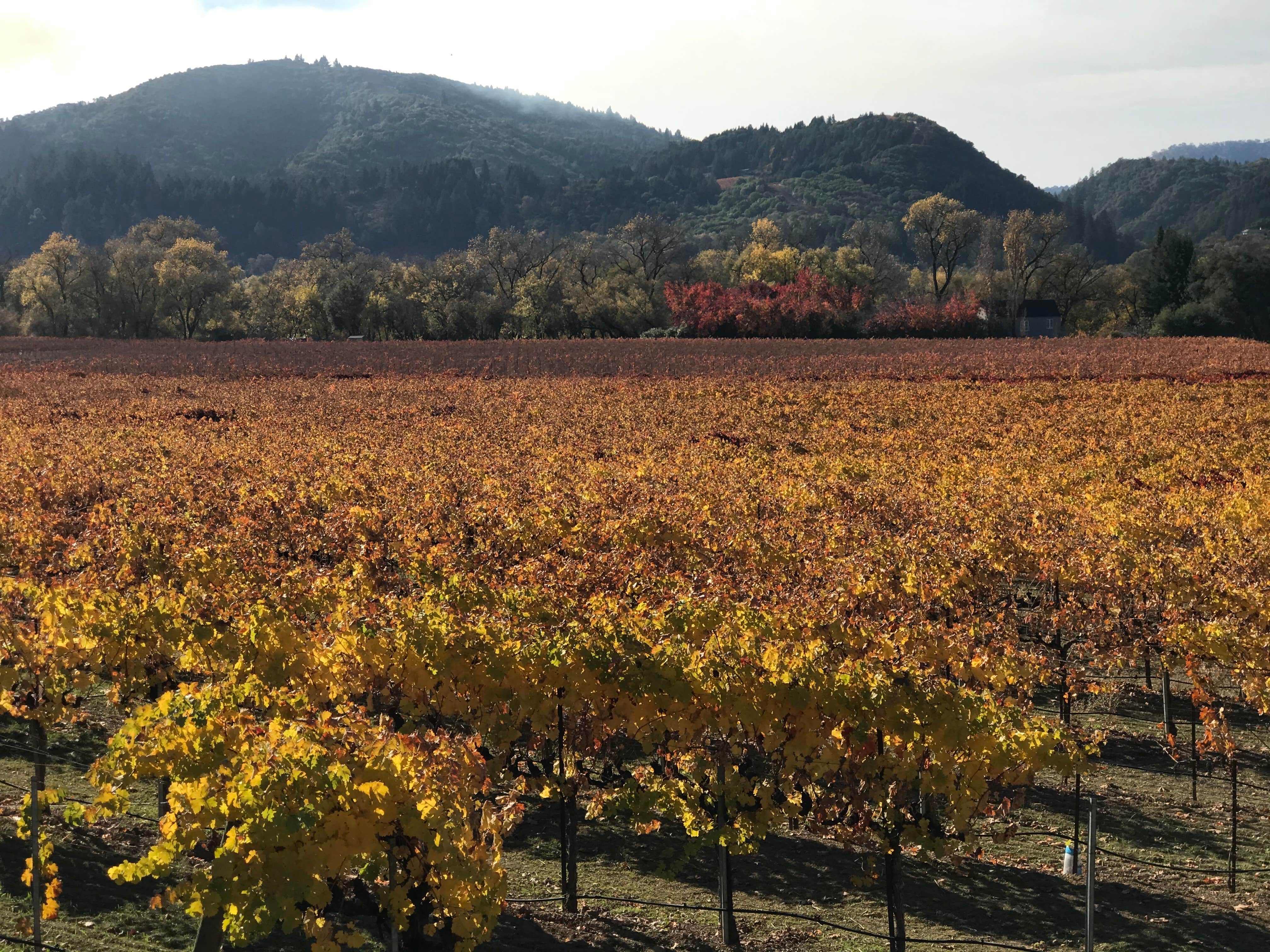 Camper-submitted photo at Lake Sonoma Marina Campground near Geyserville, CA