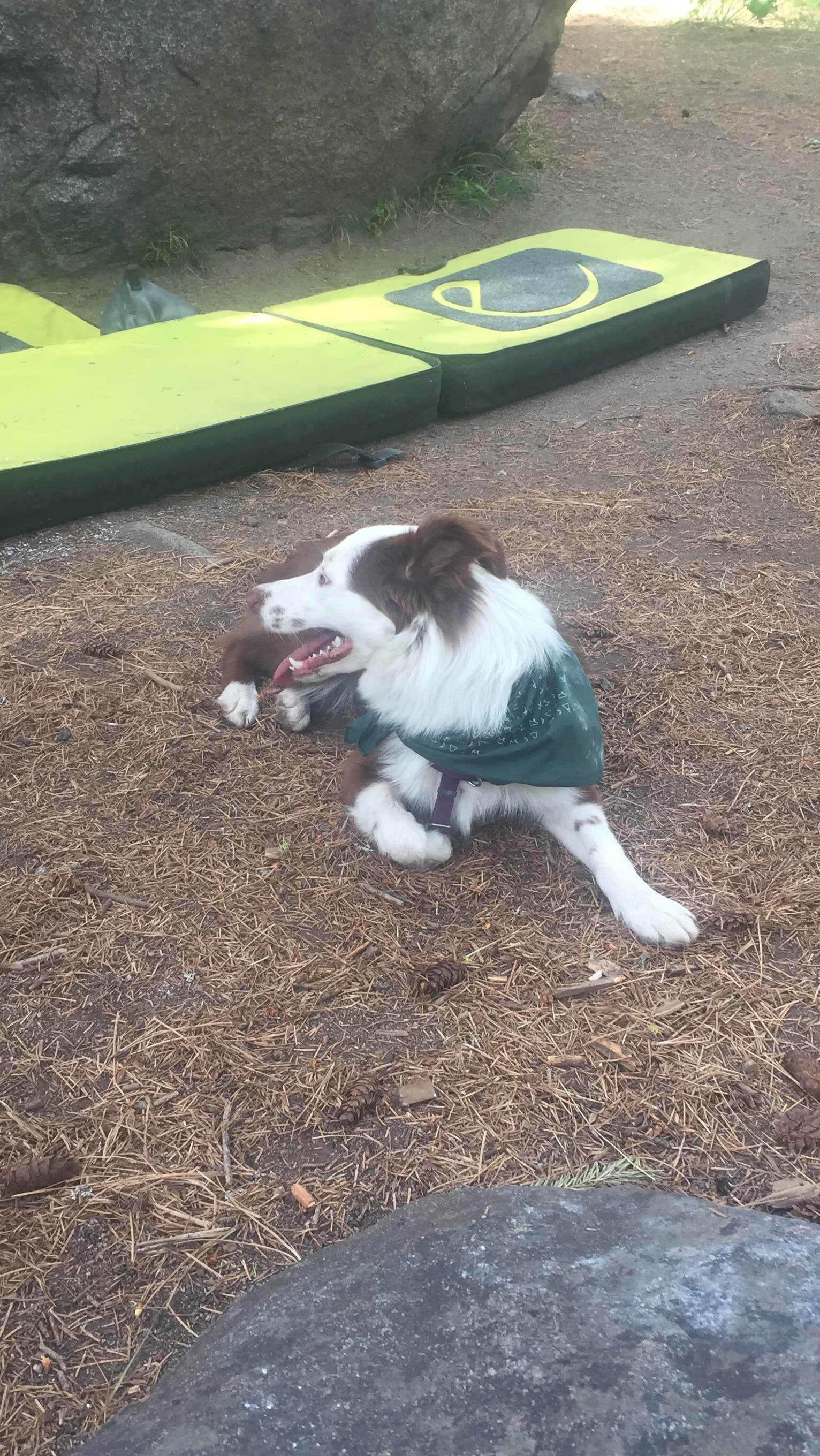 Megan W.'s photo of camping with pets at Bridge Creek Campground near Wenatchee, WA