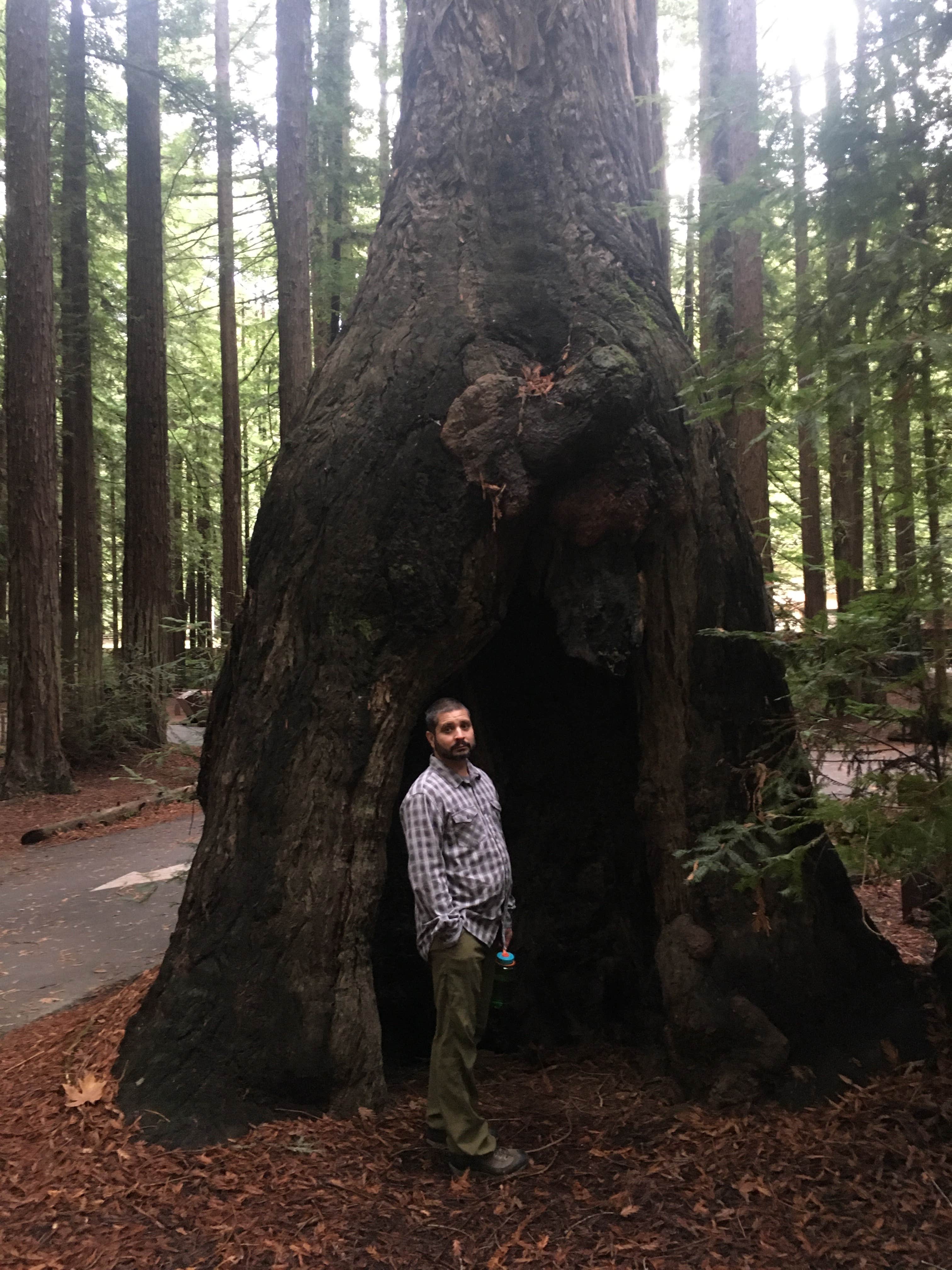 Camper-submitted photo at Burlington Campground — Humboldt Redwoods State Park near Bridgeville, CA