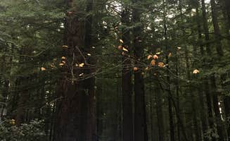 Rachel A.'s photo of rv camping at Burlington Campground — Humboldt Redwoods State Park near Weott, CA