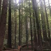 Review photo of Burlington Campground — Humboldt Redwoods State Park by Rachel A., December 15, 2020