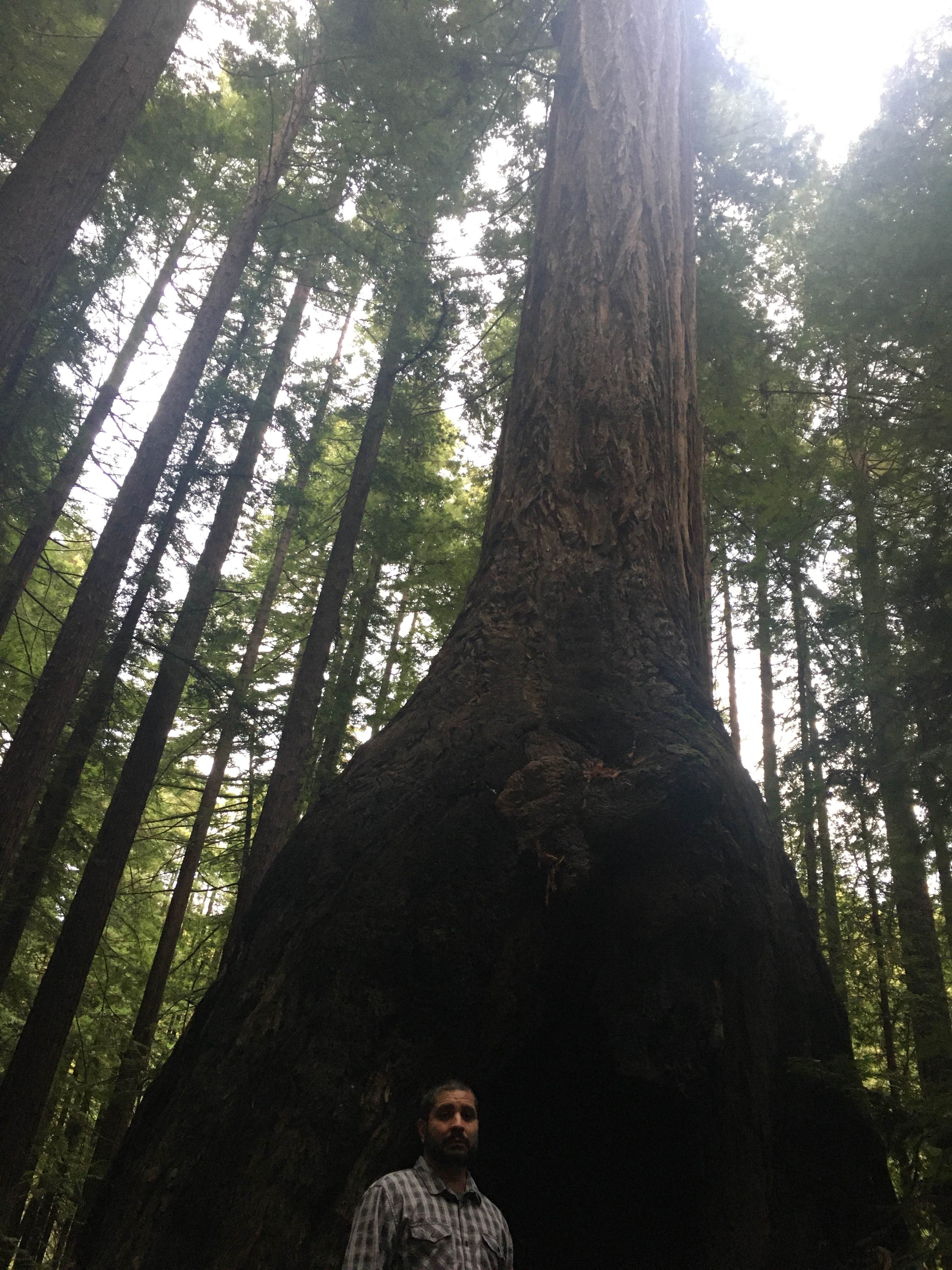 Camper-submitted photo at Burlington Campground — Humboldt Redwoods State Park near Bridgeville, CA