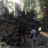 Review photo of Burlington Campground — Humboldt Redwoods State Park by Rachel A., December 15, 2020