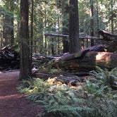Review photo of Burlington Campground — Humboldt Redwoods State Park by Rachel A., December 15, 2020