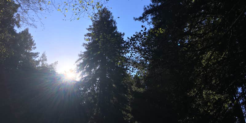 Camper submitted image from Gualala River Redwood Park