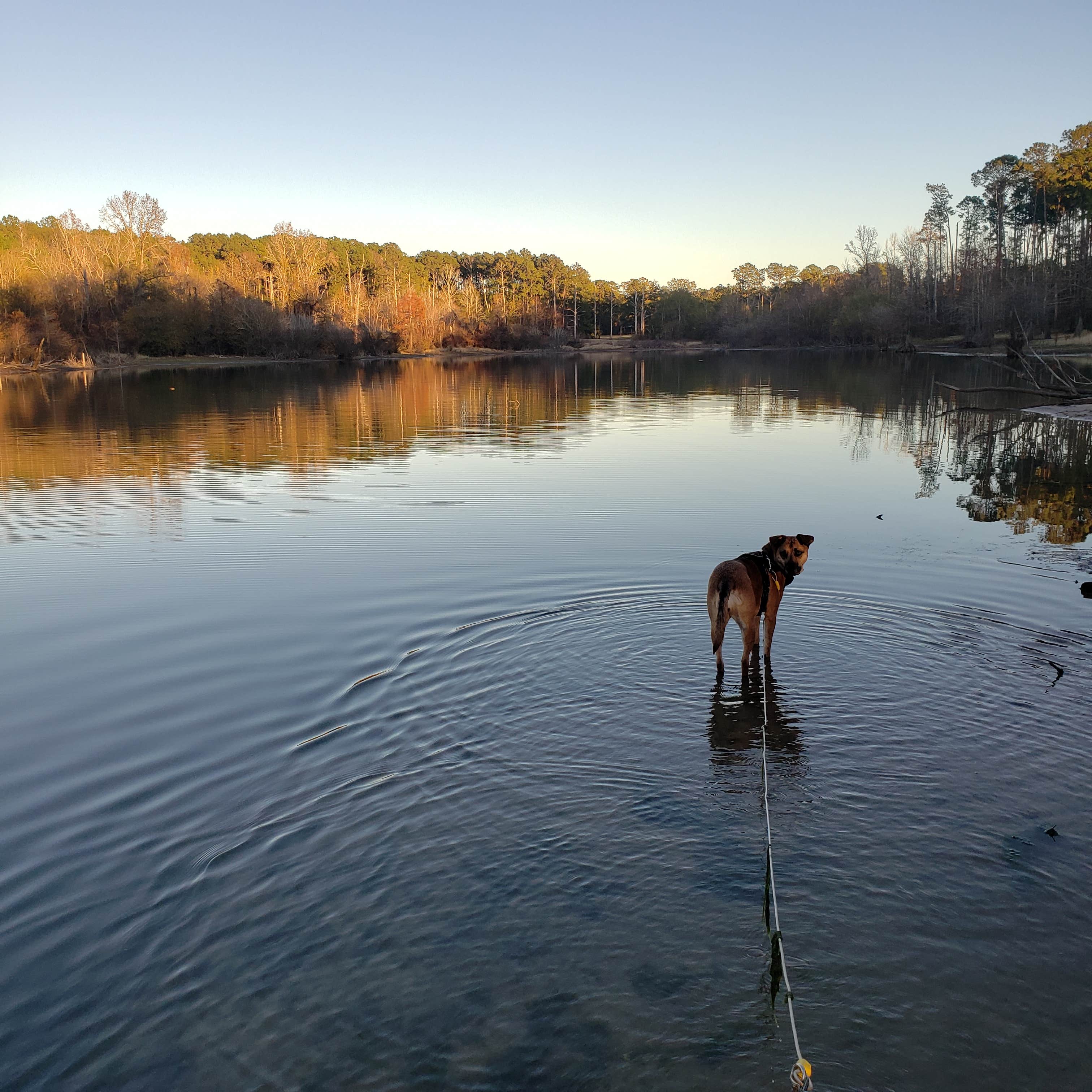 Kelly G.'s photo of camping with pets at Mill Creek (texas) near San Augustine, TX