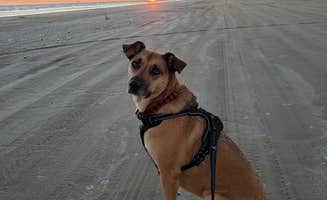 Kelly G.'s photo of camping with pets at Sea Rim State Park Campground near Sabine Pass, TX