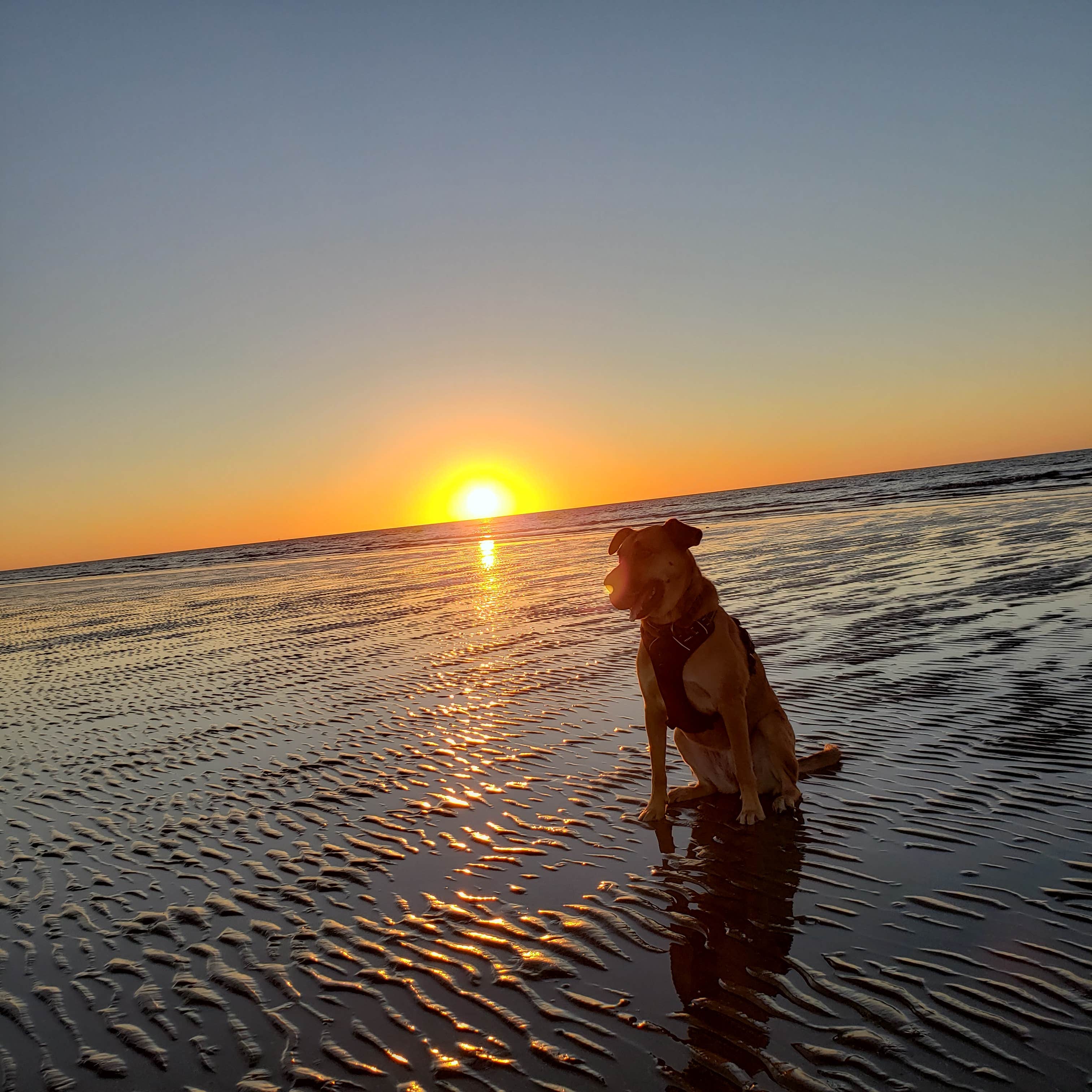 Kelly G.'s photo of camping with pets at Sea Rim State Park Campground near Lumberton, TX