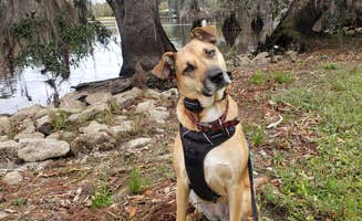 Kelly G.'s photo of camping with pets at Fairview-Riverside State Park near Denham Springs, LA