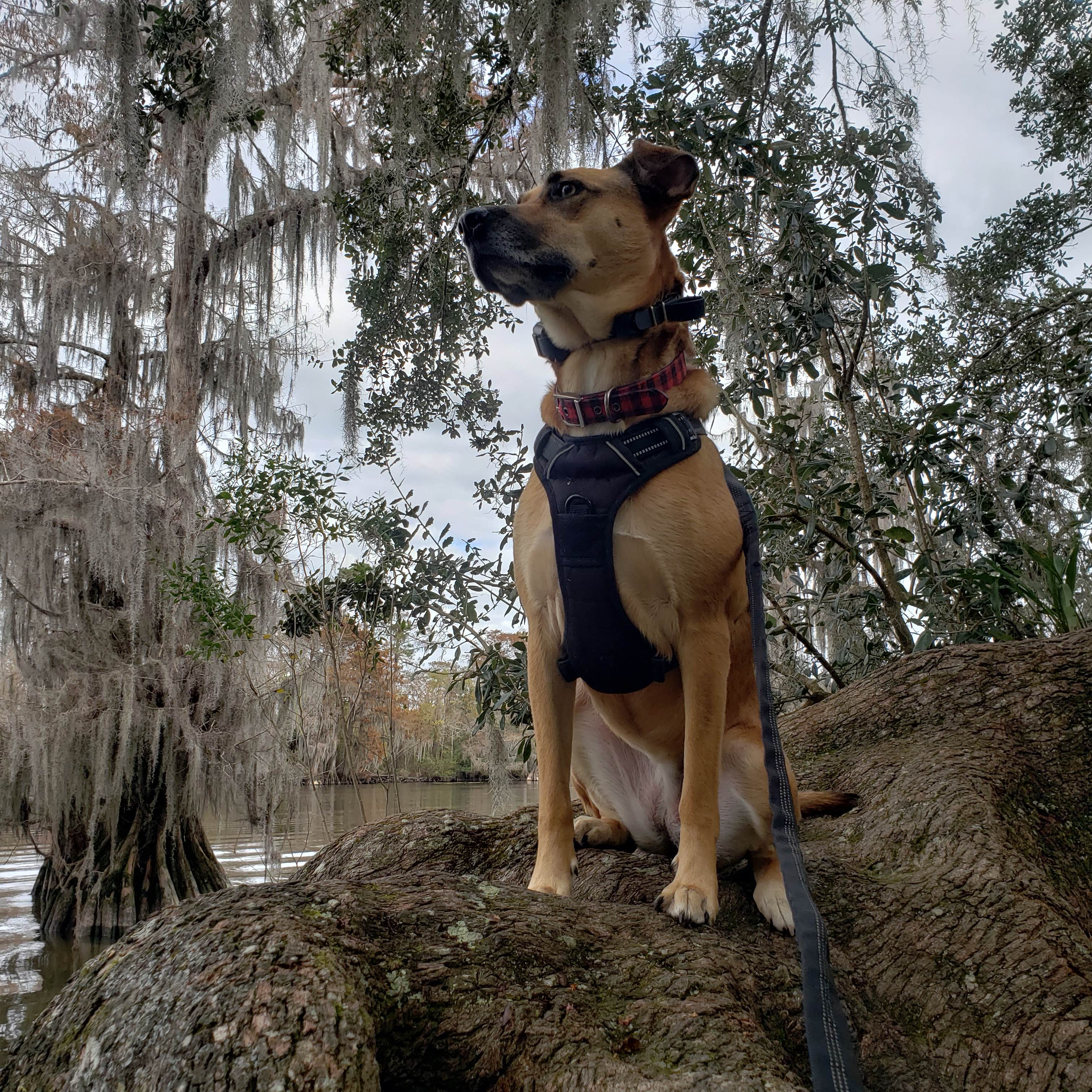 Camper-submitted photo at Fairview-Riverside State Park in Louisiana