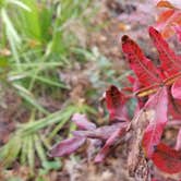 Review photo of Blue Spring State Park Campground by Timothy B., December 16, 2020