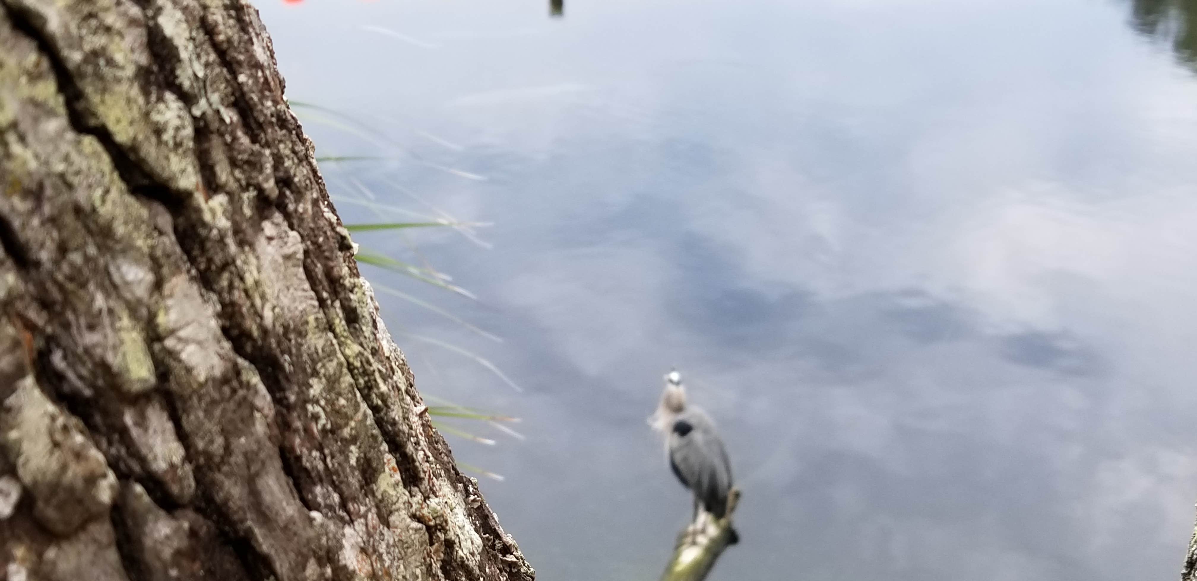 Camper-submitted photo at Blue Spring State Park Campground near Osteen, FL