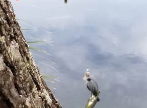 Blue Spring State Park Campground