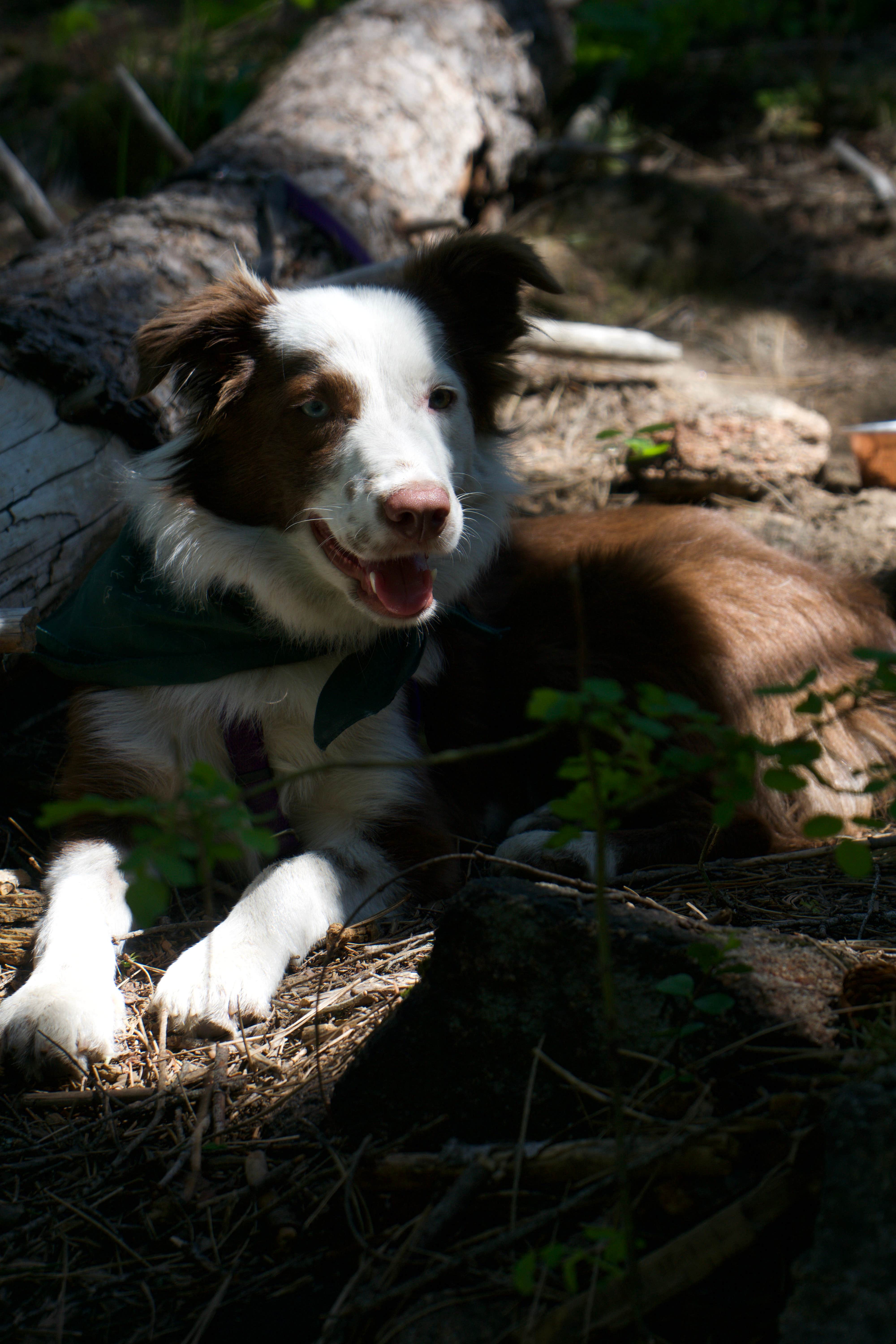 Megan W.'s photo of camping with pets at Bridge Creek Campground near Okanogan-Wenatchee National Forest