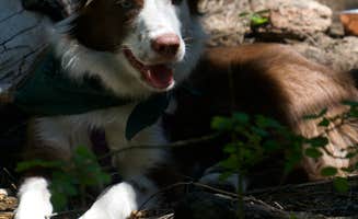 Megan W.'s photo of camping with pets at Bridge Creek Campground near Wenatchee, WA