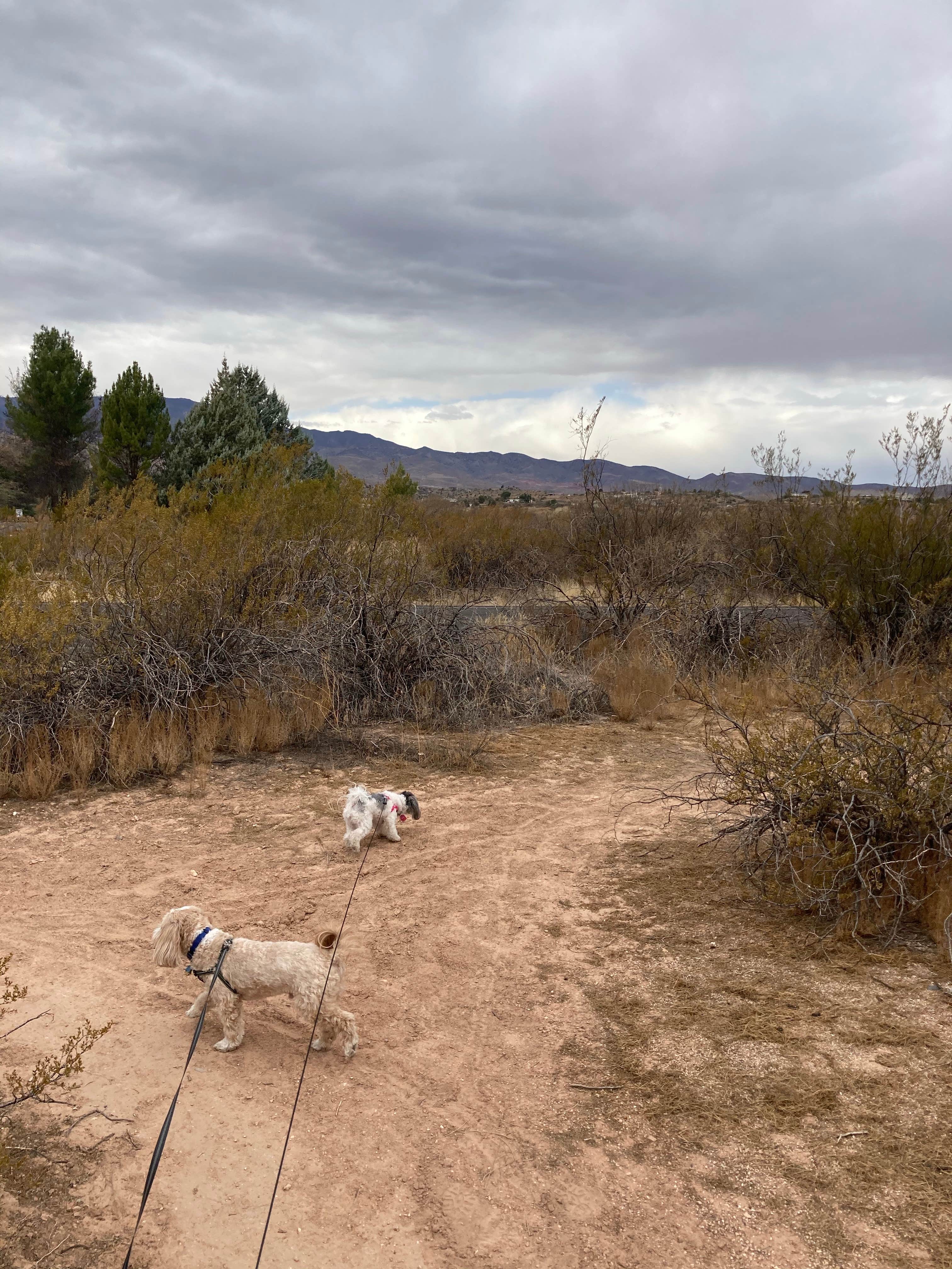 Camper-submitted photo at Dead Horse Ranch State Park Campground near Cottonwood, AZ