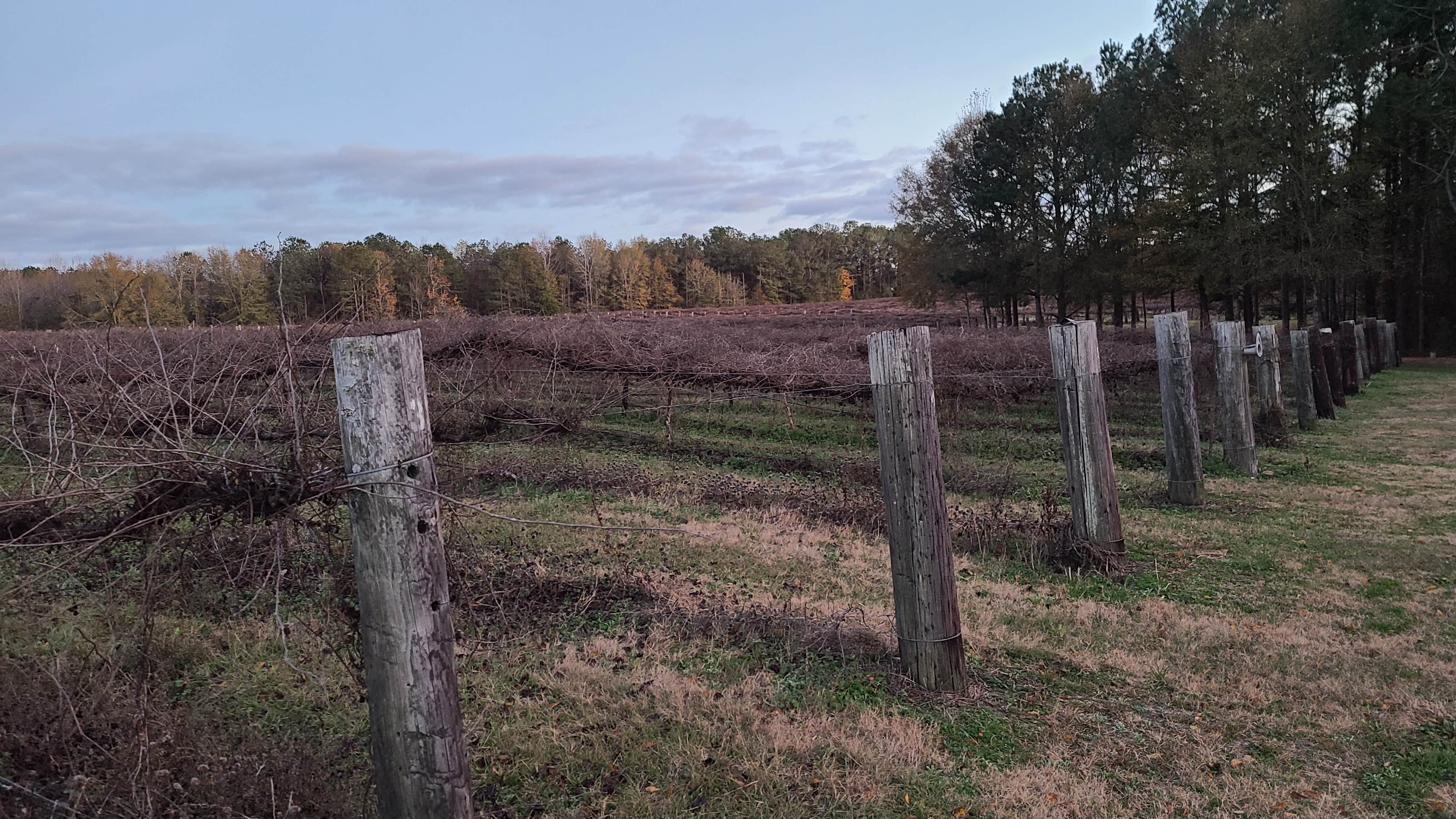 Camper-submitted photo at Whippoorwill Vineyards near Tuskegee, AL
