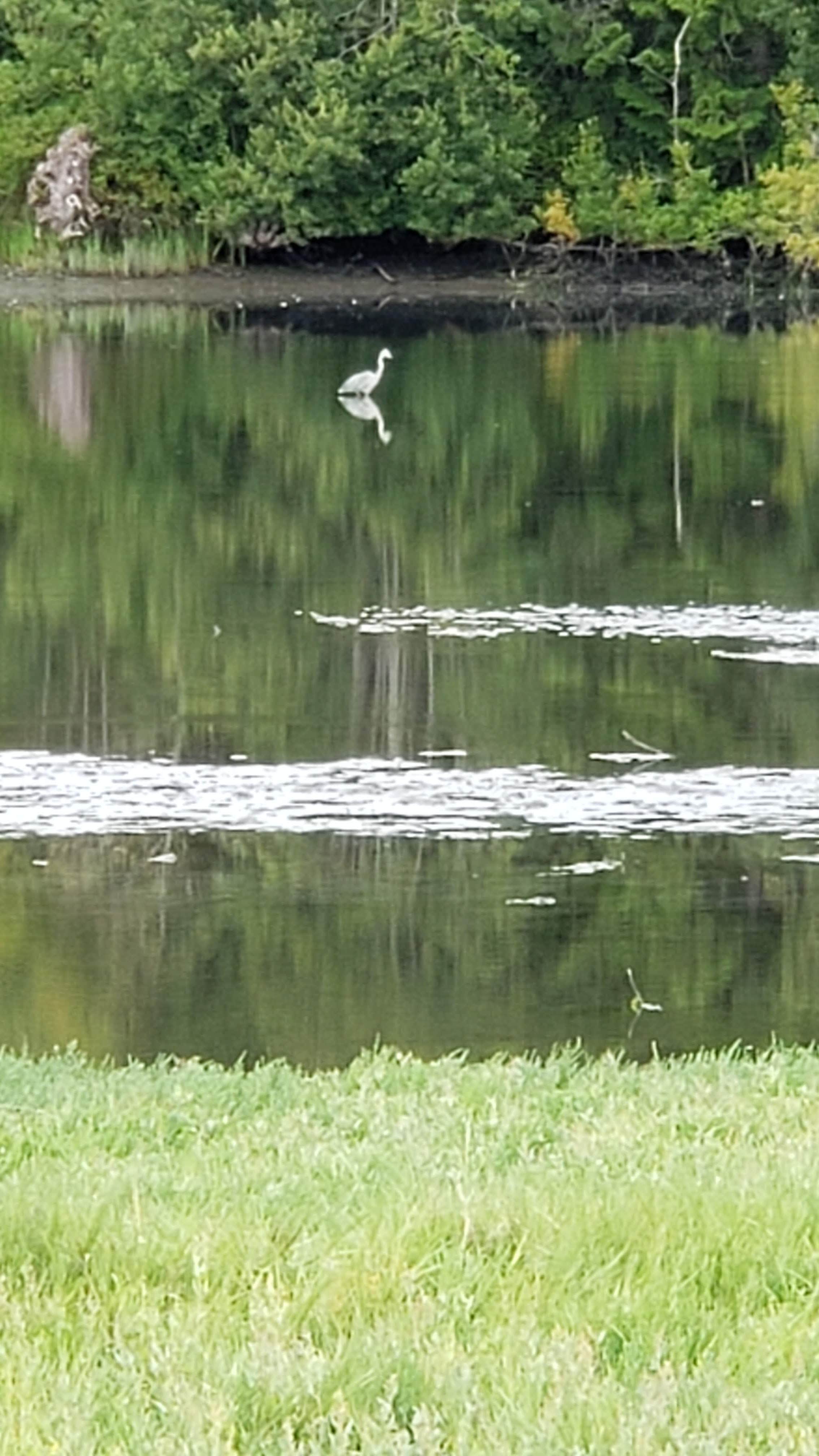 Camper-submitted photo at Lower Oak Bay Park near Port Ludlow, WA