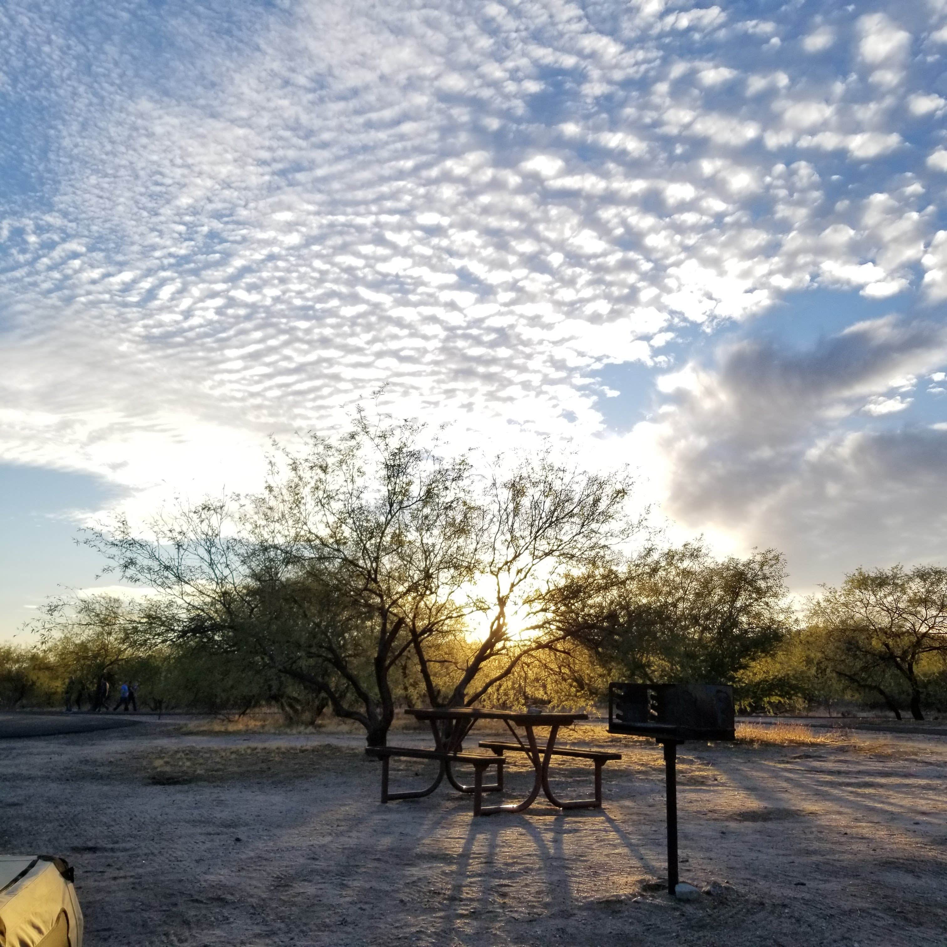 Camper-submitted photo at Catalina State Park Campground in Arizona