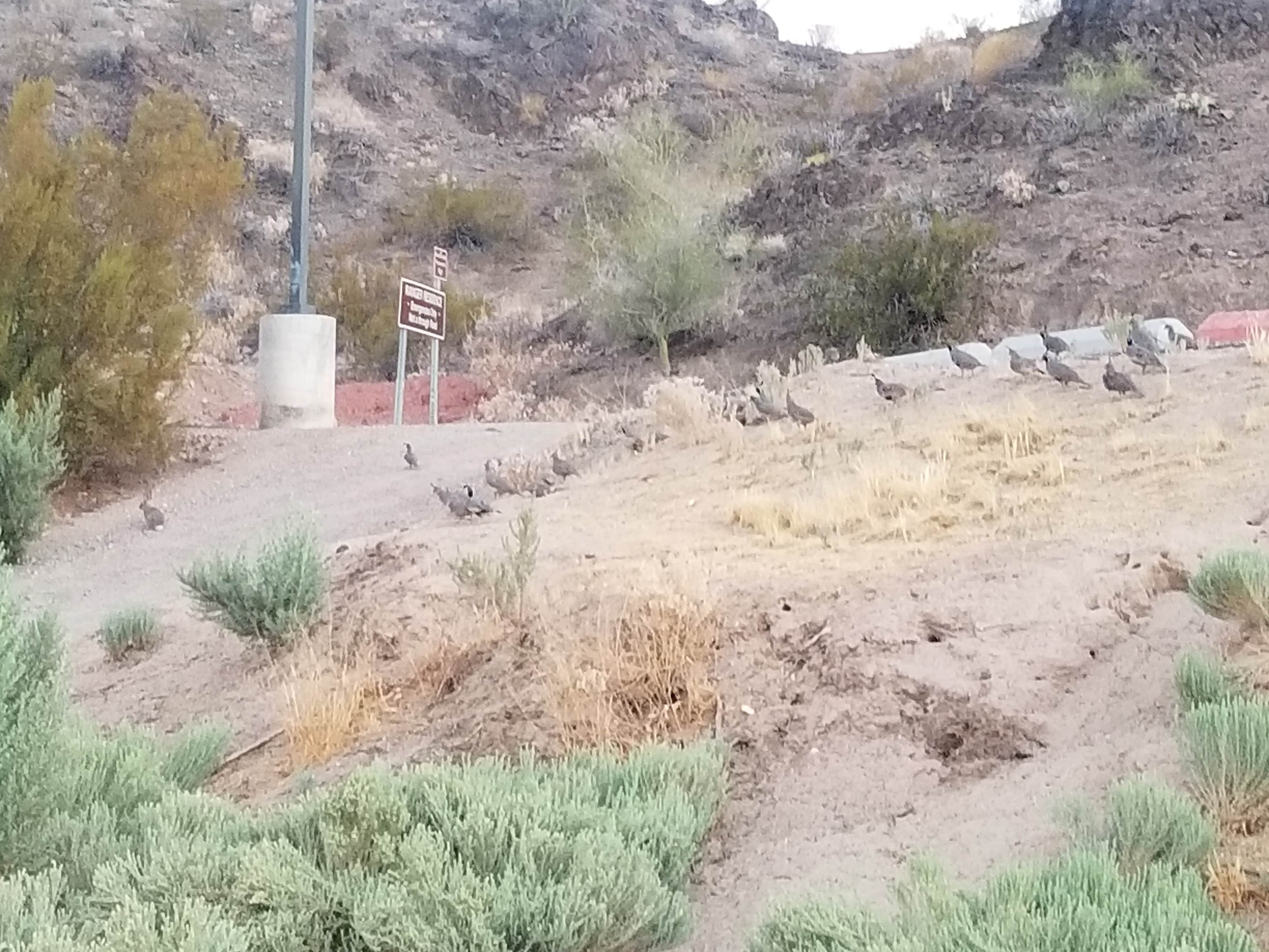 Camper-submitted photo at Buckskin Mountain State Park Campground near Parker Dam, CA
