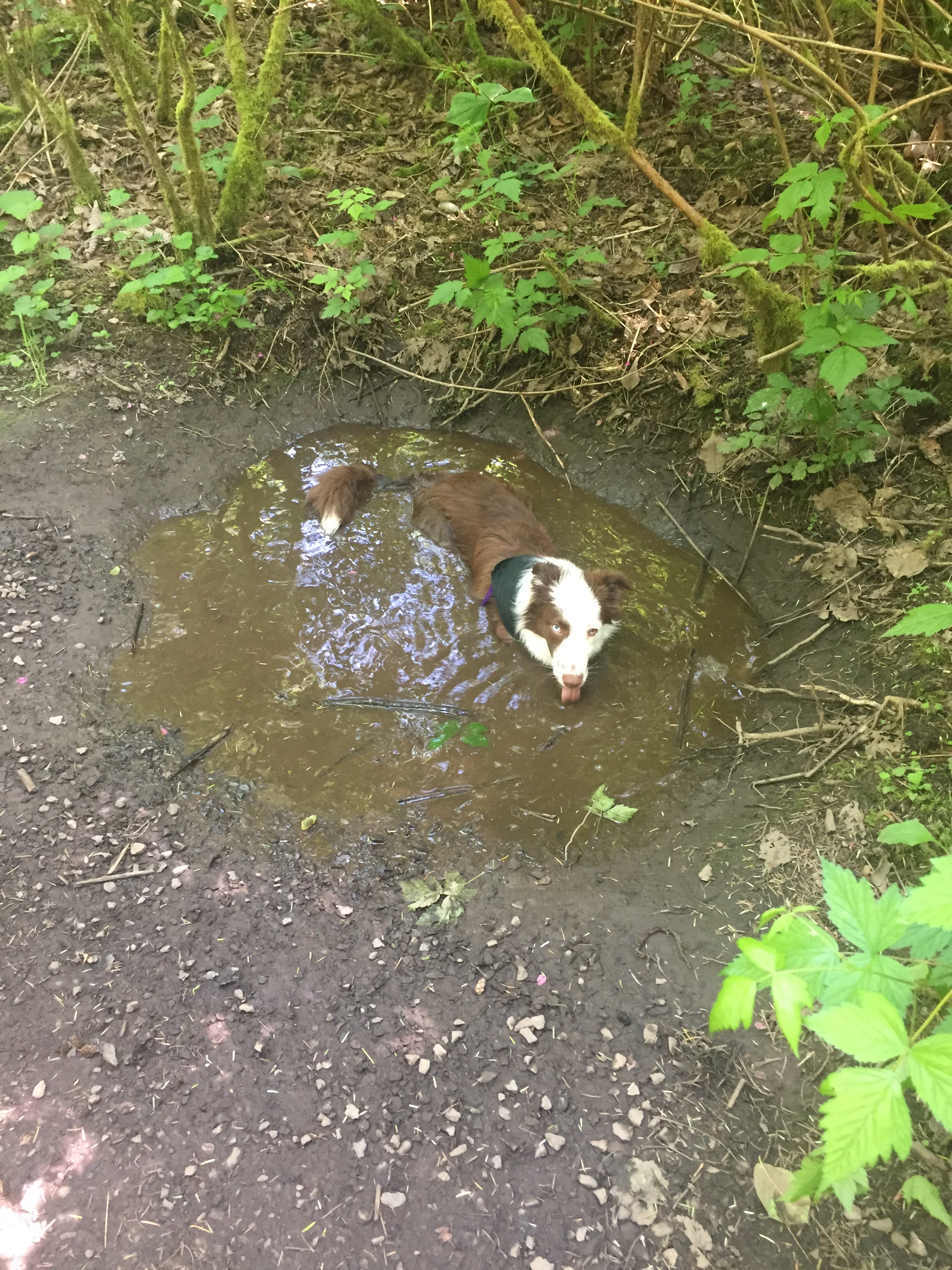 On a trail run! Nala got hot so she decided to submerge herself in a nice little puddle.