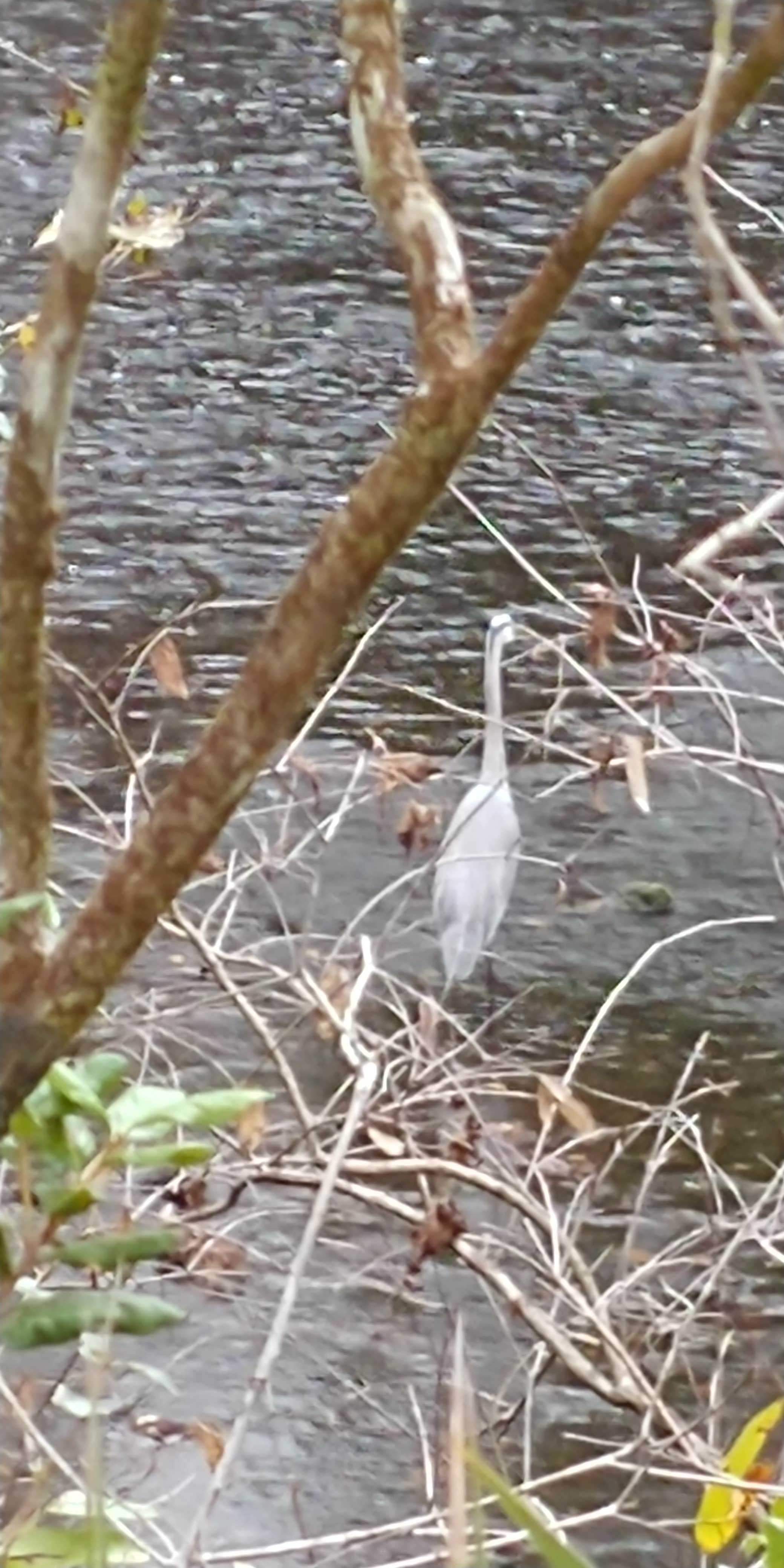 Camper-submitted photo at Dogwood Campground — O'Leno State Park near Fort White, FL