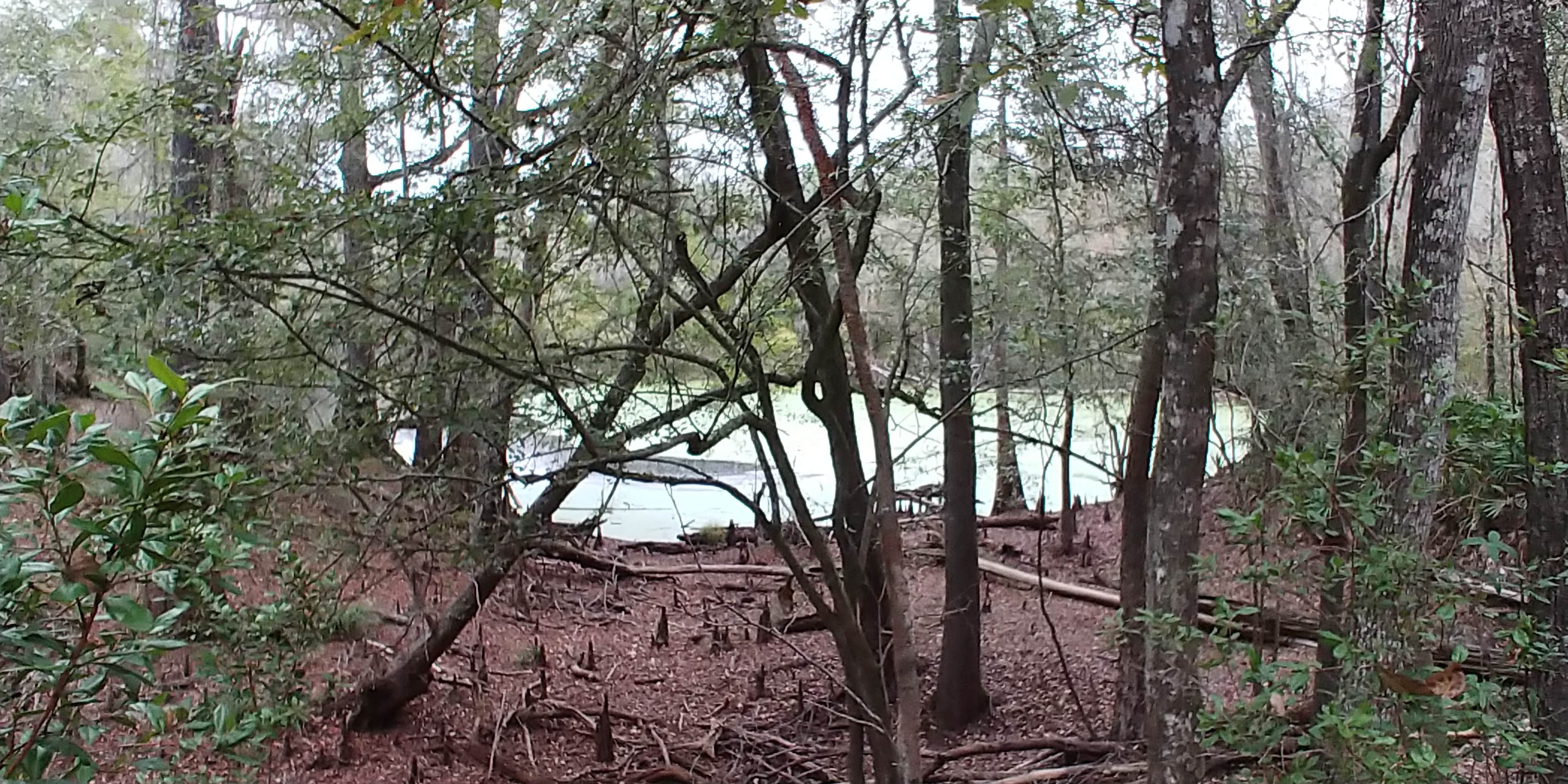 Camper-submitted photo at Dogwood Campground — O'Leno State Park near Fort White, FL