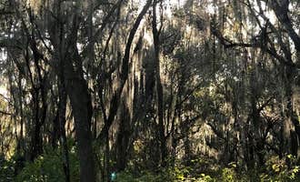 Camping near Withlacoochee State Forest - Annutteliga Hammock Trail: Tillis Hill  Recreation Area - Withlacoochee State Forest, Floral City, Florida