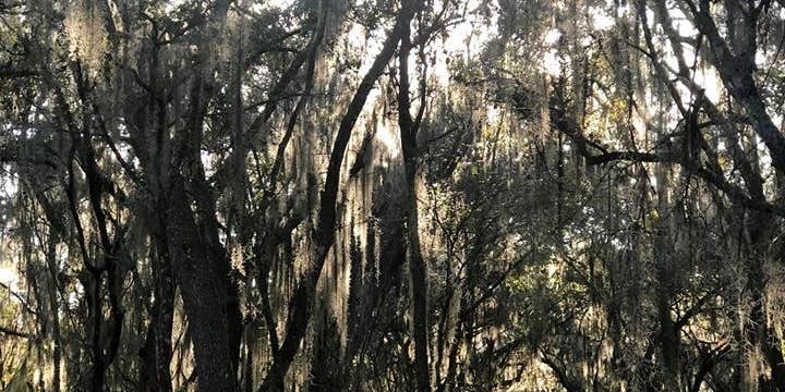 Camper submitted image from Tillis Hill Equestrian Campground — Withlacoochee State Forest