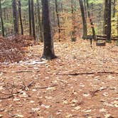 Review photo of Willard Brook State Forest by Jean C., December 18, 2020